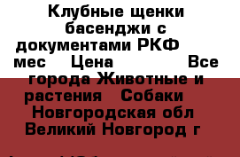 Клубные щенки басенджи с документами РКФ - 2,5 мес. › Цена ­ 20 000 - Все города Животные и растения » Собаки   . Новгородская обл.,Великий Новгород г.